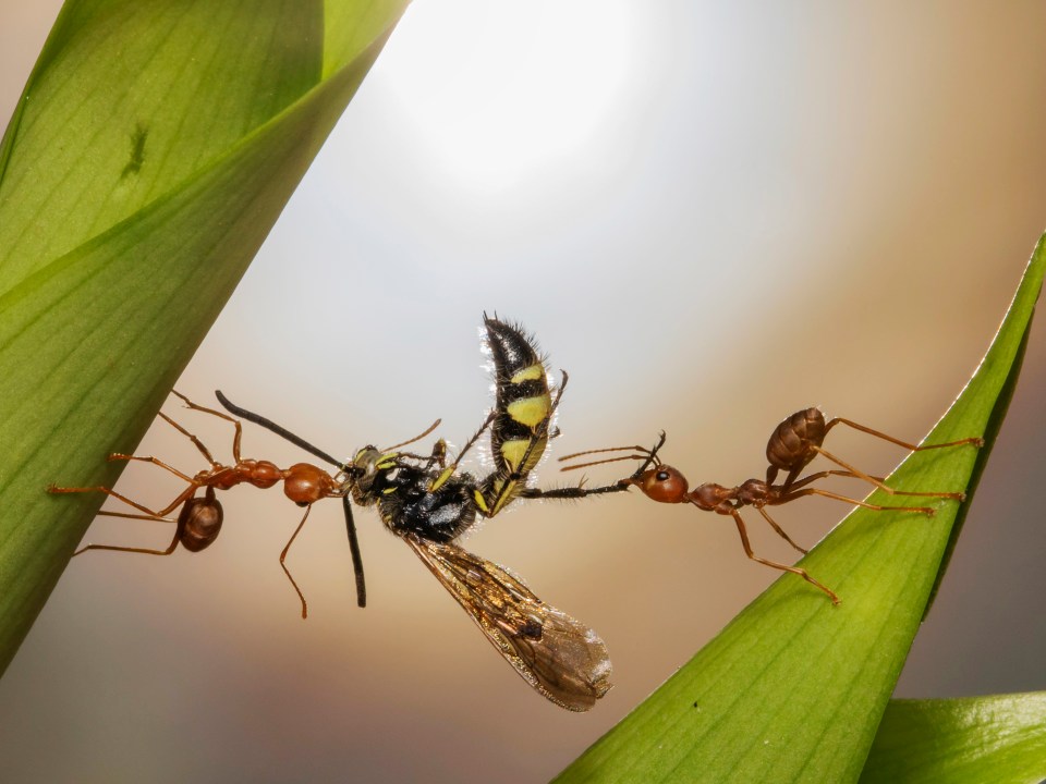  Wei Fu captured this stunning photograph of two ants fighting over an insect