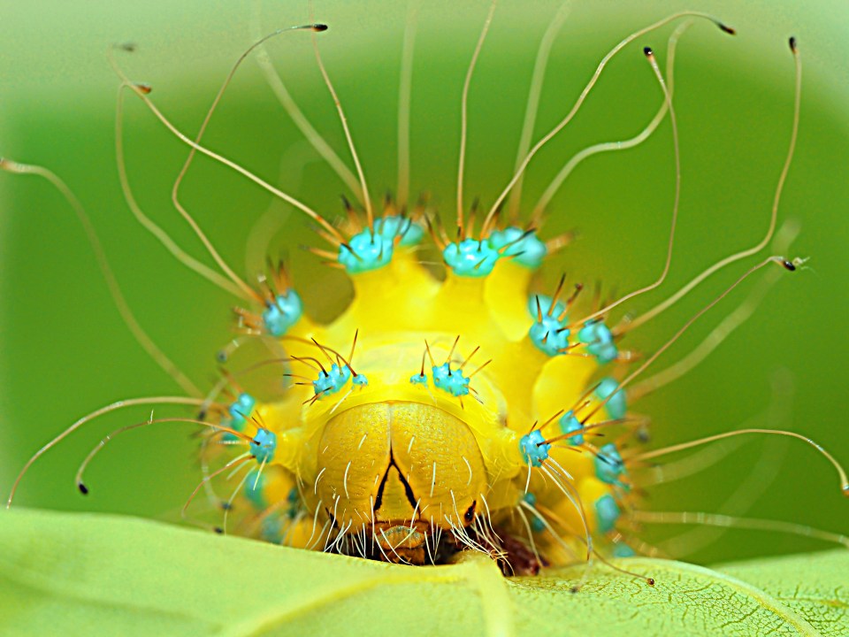  This bright and incredibly detailed photograph of a worm landed Alena Shevtsova a prize in the 'Other Animals' category
