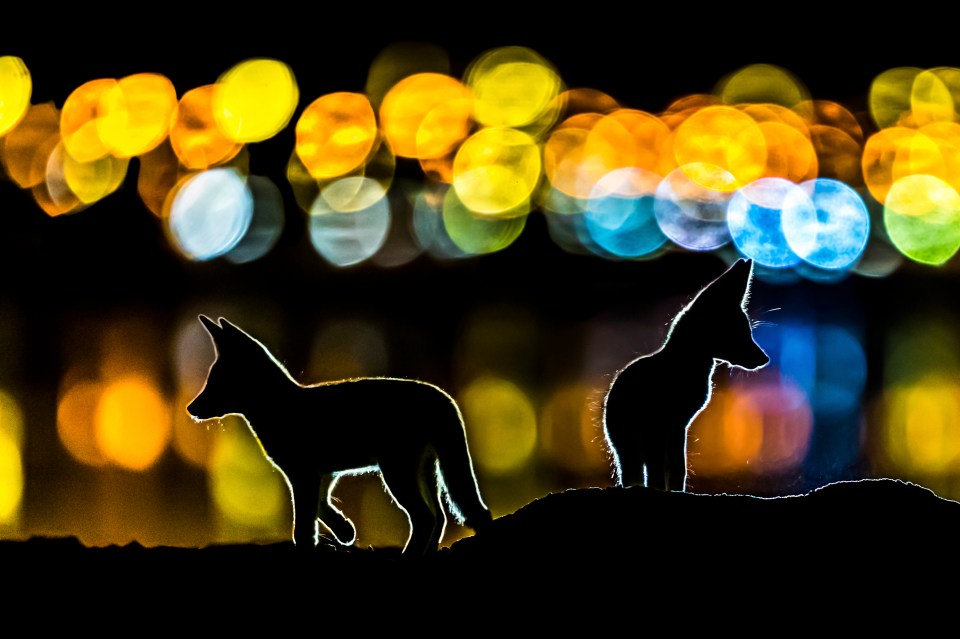  Mohammad Murad was highly commended for his snap of two foxes set against a backdrop of city lights