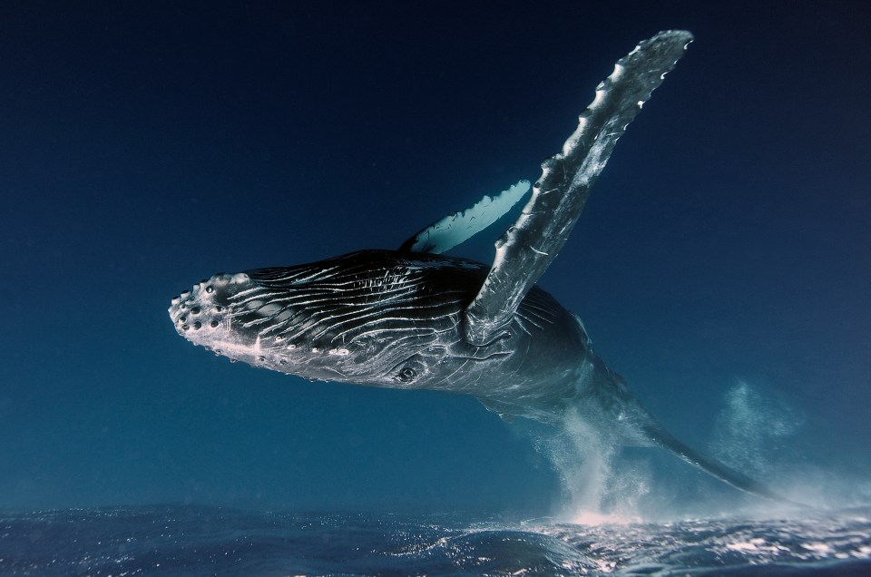  Alexey Zozulya won the 'Underwater' category with his snap of a diving blue whale