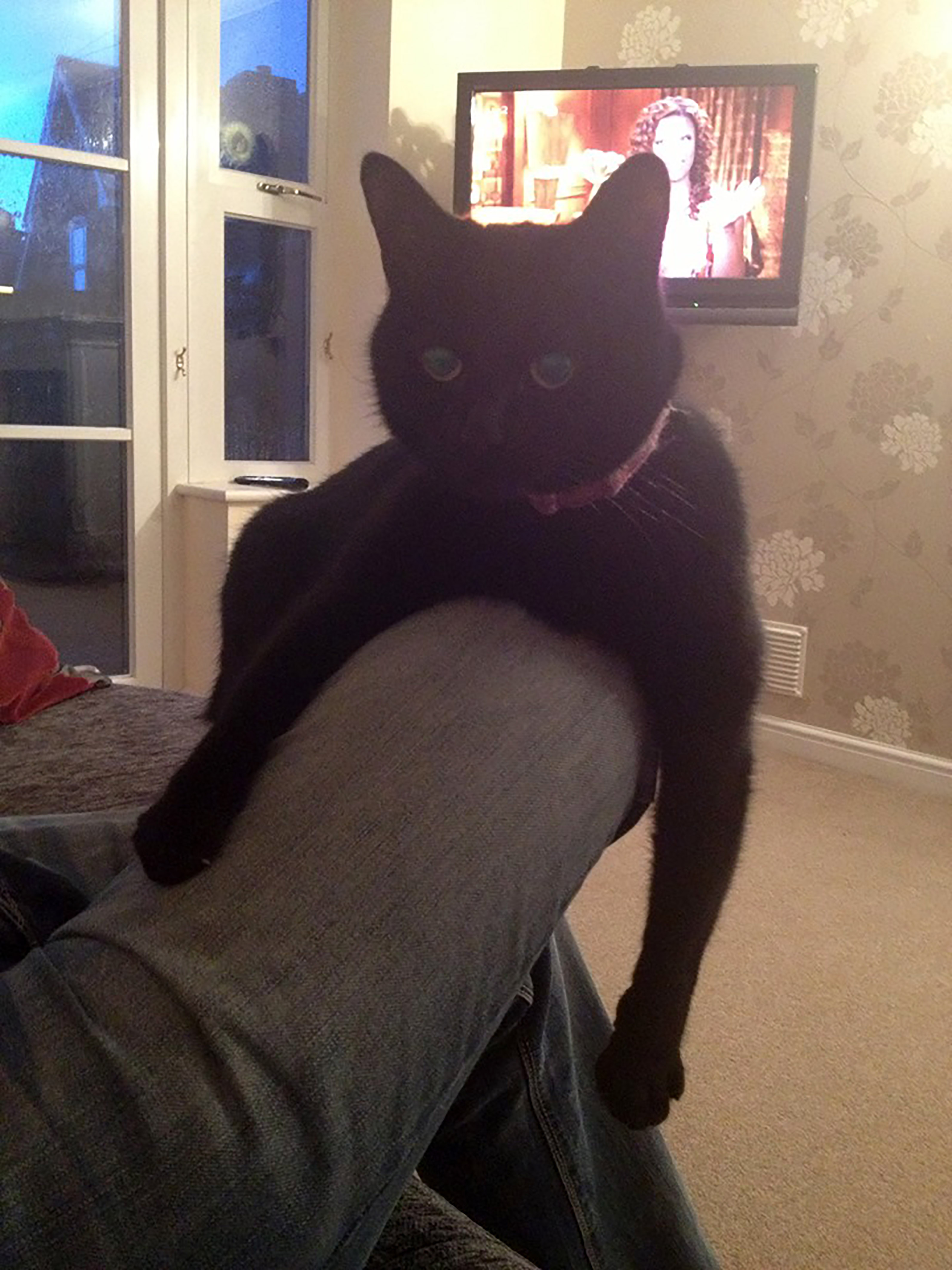 Tilly had a surprise in store after she mistook the scene for her litter tray