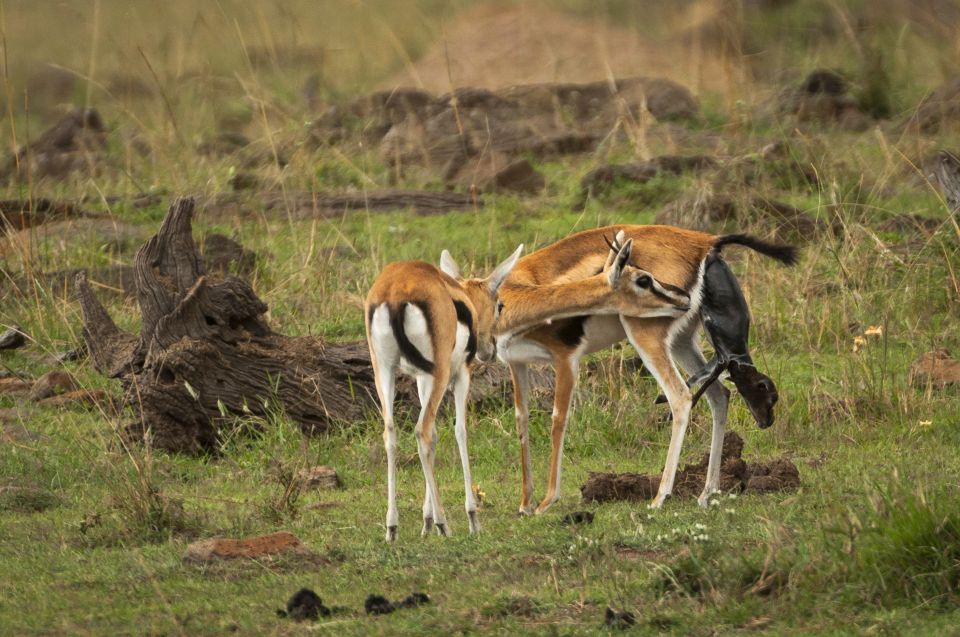  The baby gazelle was born moments before it tried to befriend the cheetah