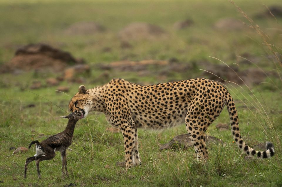  The newborn gazelle mistook the cheetah for its mother