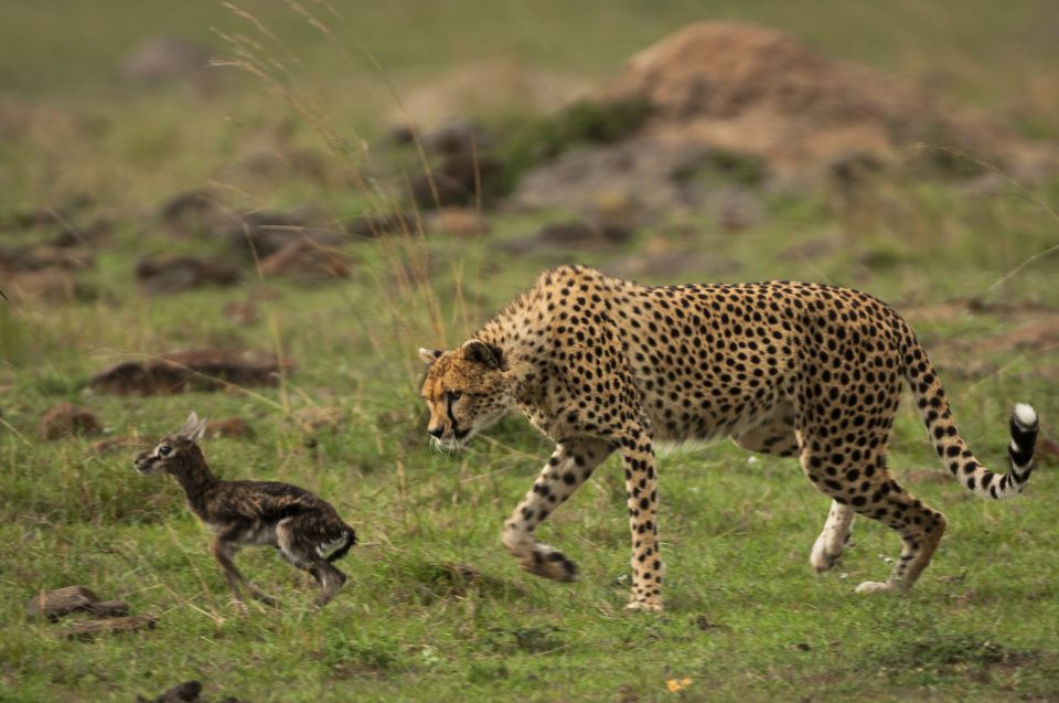  The baby gazelle realised its mistake too late