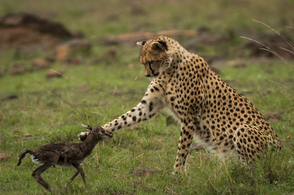  The cheetah toys with her prey just moments before slaying the fawn