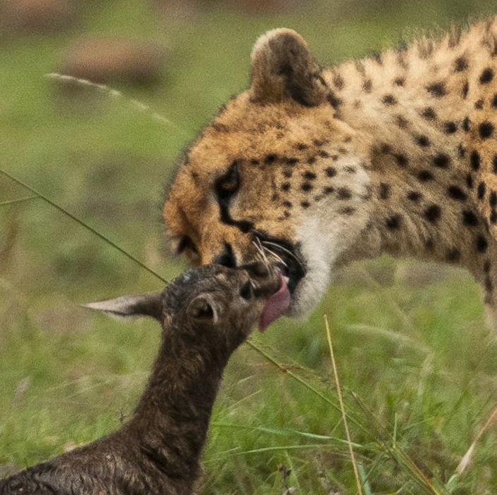  To the untrained eye, it looks as though the cheetah's being affectionate towards the little fawn - but it's merely tasting its prey