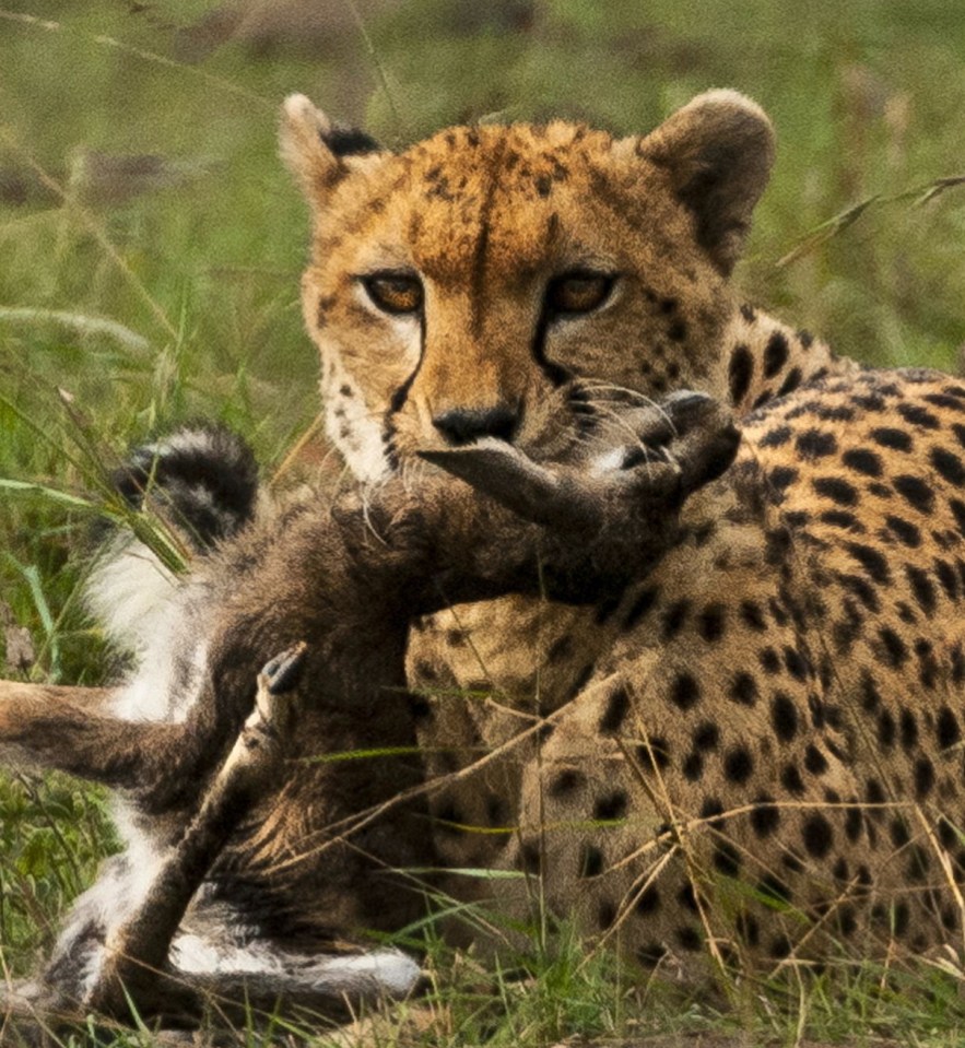  The gazelle was then killed by the cheetah in a short circle of life