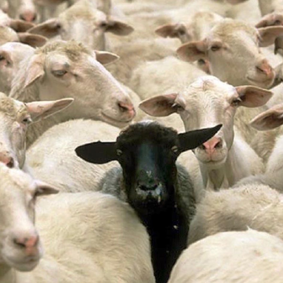  Chet posted this black sheep picture on his Instagram