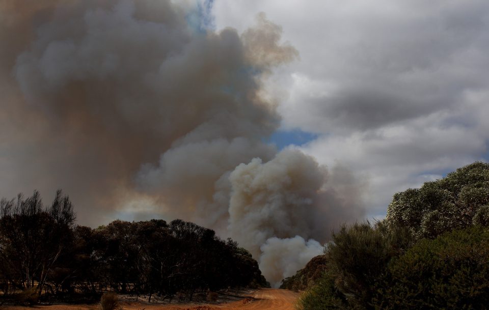  There are many ways to help those affected by the Australian bushfires