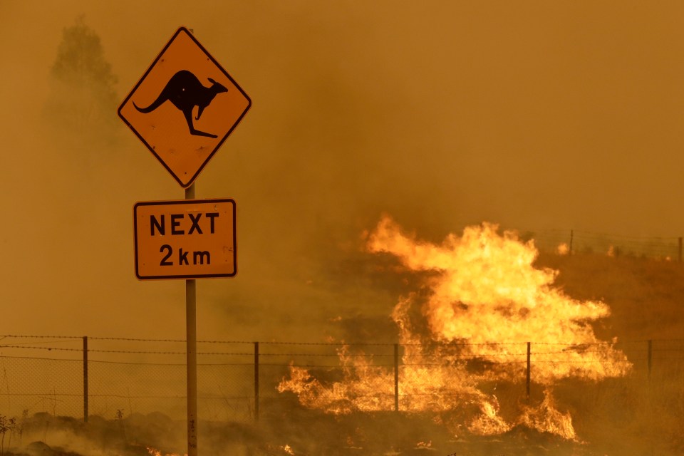  Recent Australian wildfires are thought to have killed around one billion animals