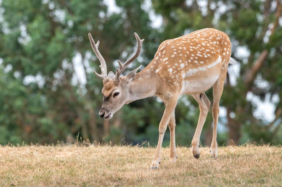  After a gate blew down, the killer beasts managed to break out of their cage and fatally savage ten of the zoo's Persian fallow deer