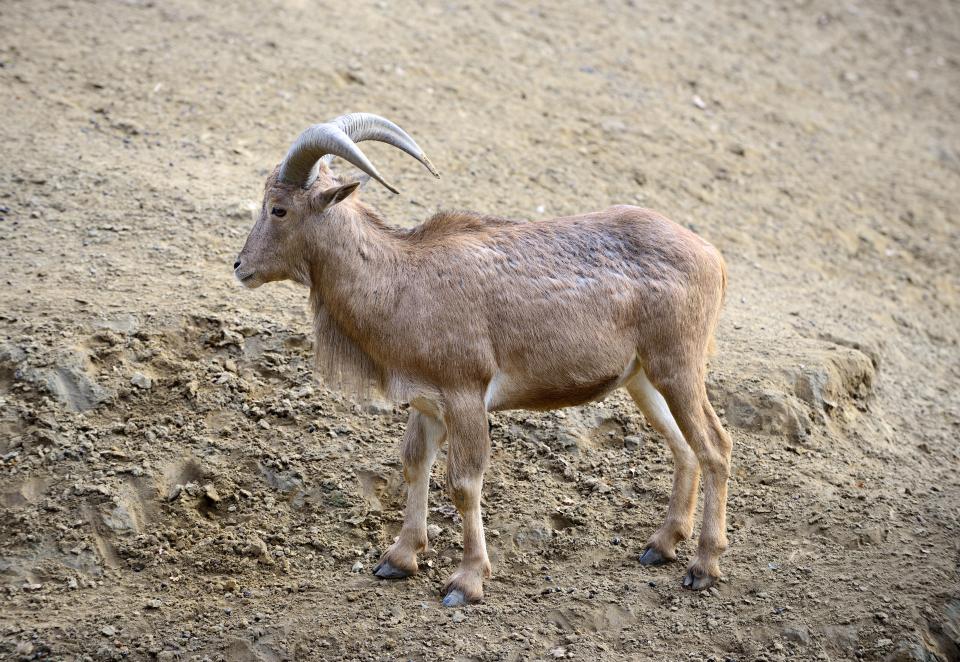  Six Barbary sheep were also butchered when the pack escaped during the height of Storm Ciara