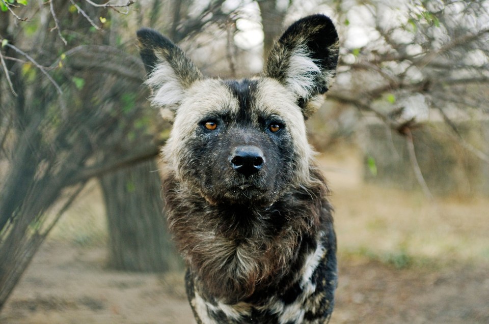  A pack of African wild dogs killed over a dozen animals at West Midland Safari Park on Saturday night