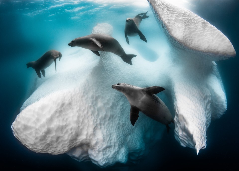  Frenchman Greg Lecouer bagged this year's 'best of show' award with his snap of four crabeater seals dancing around a drifting iceberg