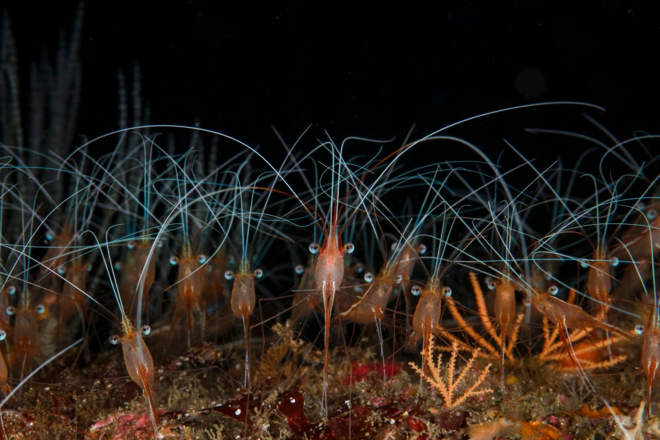  The Unicorn shrimp usually inhabits around 200 to 300 m deep, but they rise to about 40m due to breeding behaviour