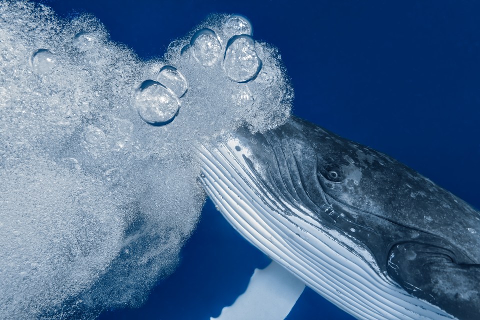  A young whale exhales a giant breath off the island of Tonga