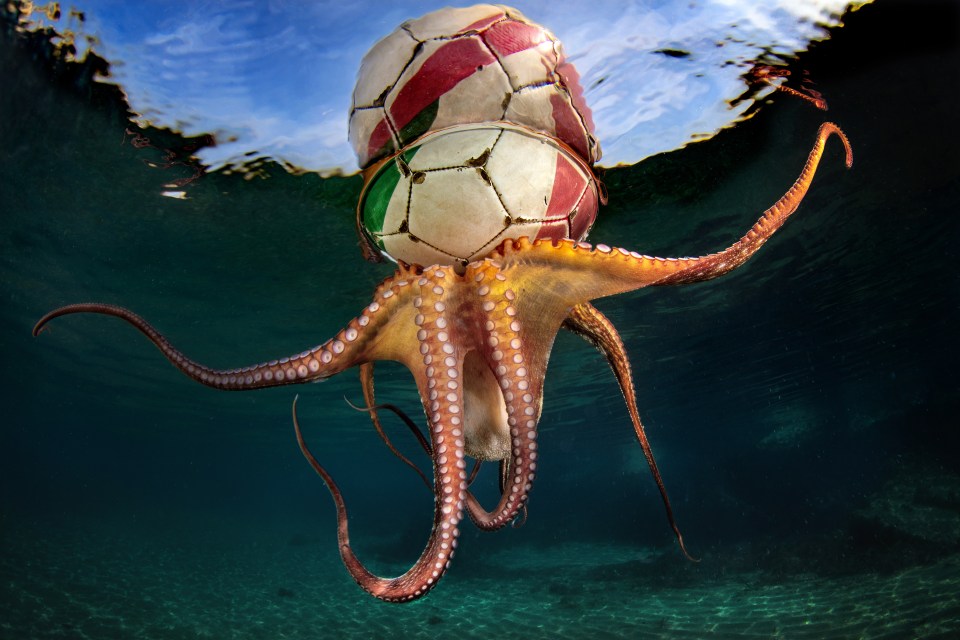  This octopus was caught trying its tentacle at some keepie uppies