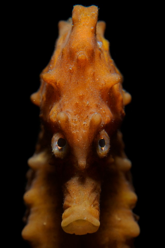  An angry-looking seahorse in the Eastern Scheldt in the Netherlands