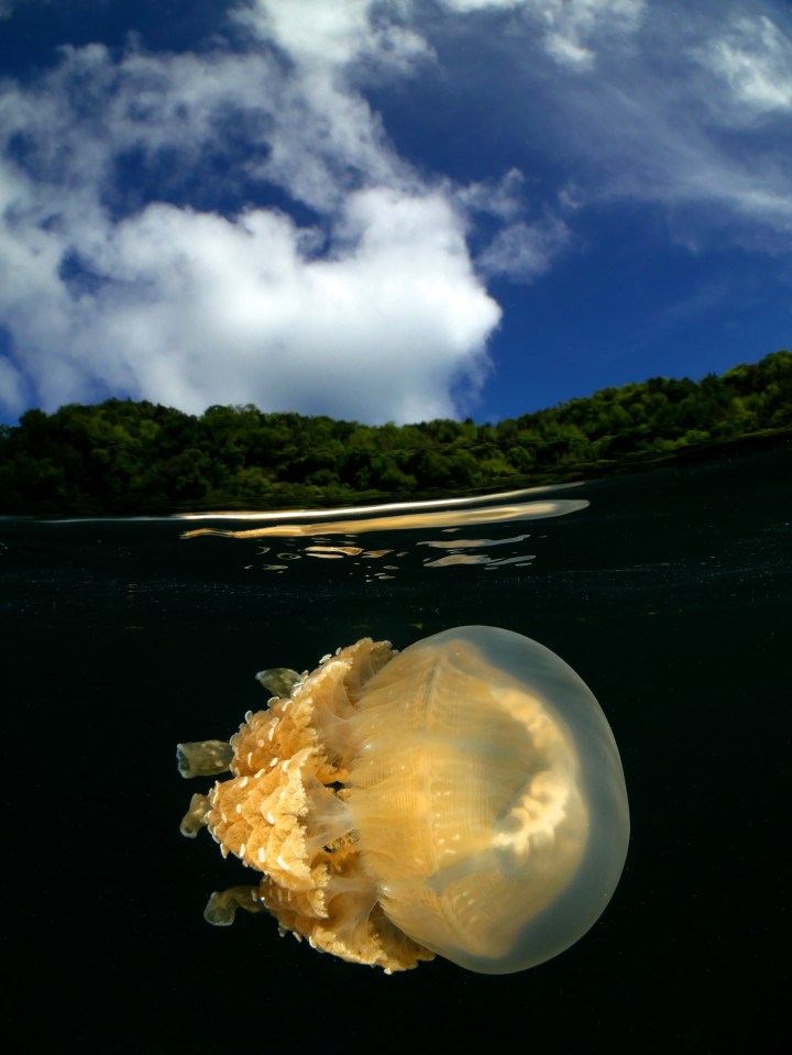  A jellyfish in a lake on the tiny Pacific island of Palau