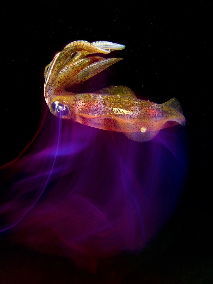 A psychedelic reef squid at night