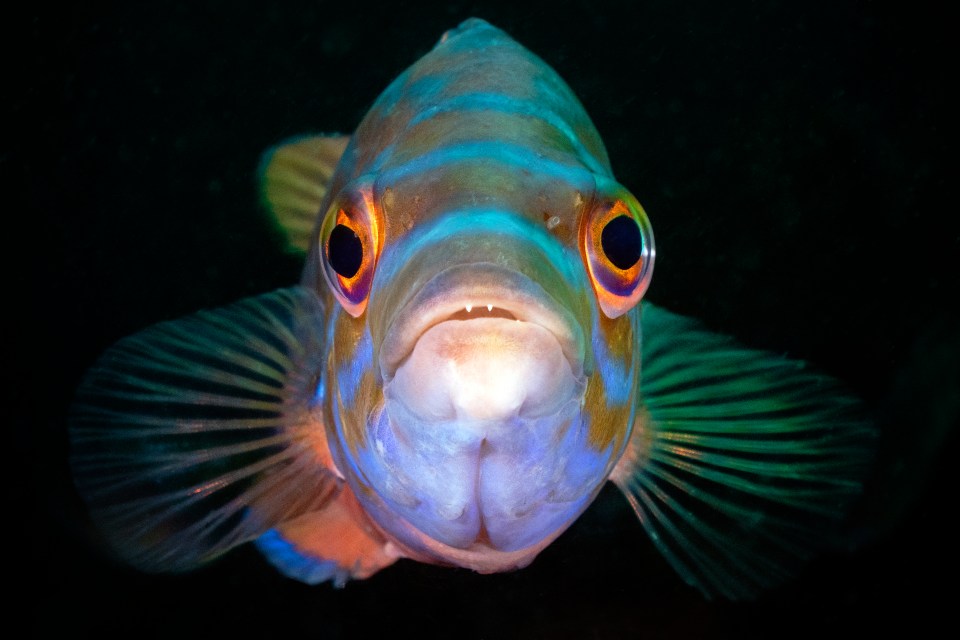  A male cuckoo wrasse in British waters
