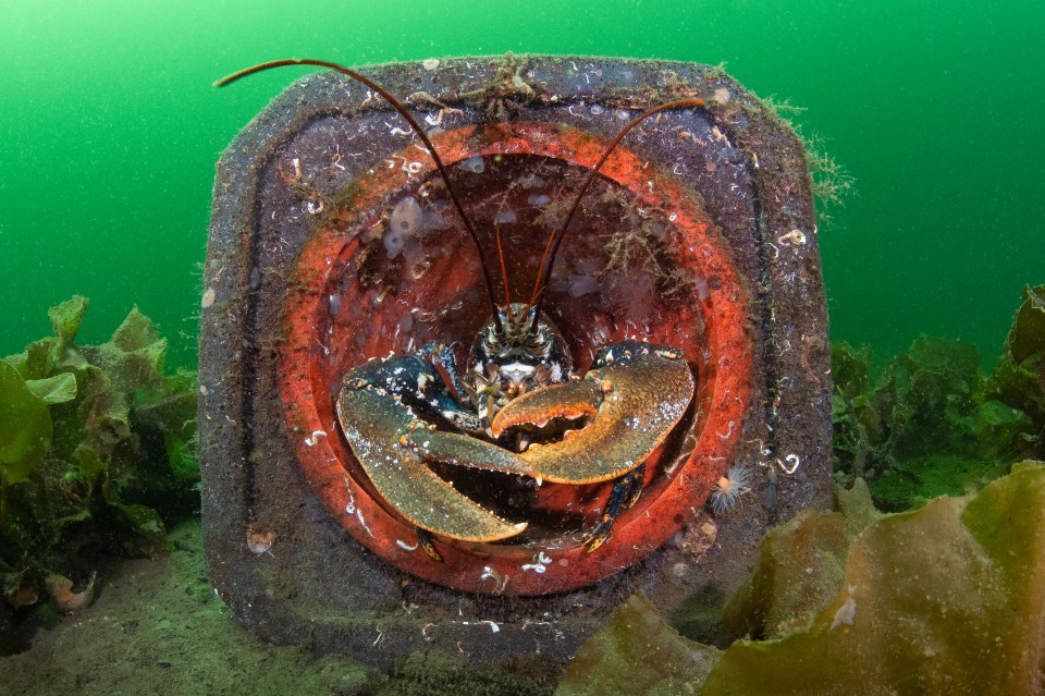  A common lobster hides away in a traffic cone