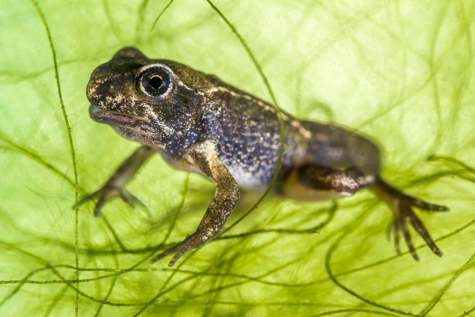  This tiny Common froglet is less than one centimetre long and was snapped by British photographer Laura Storm