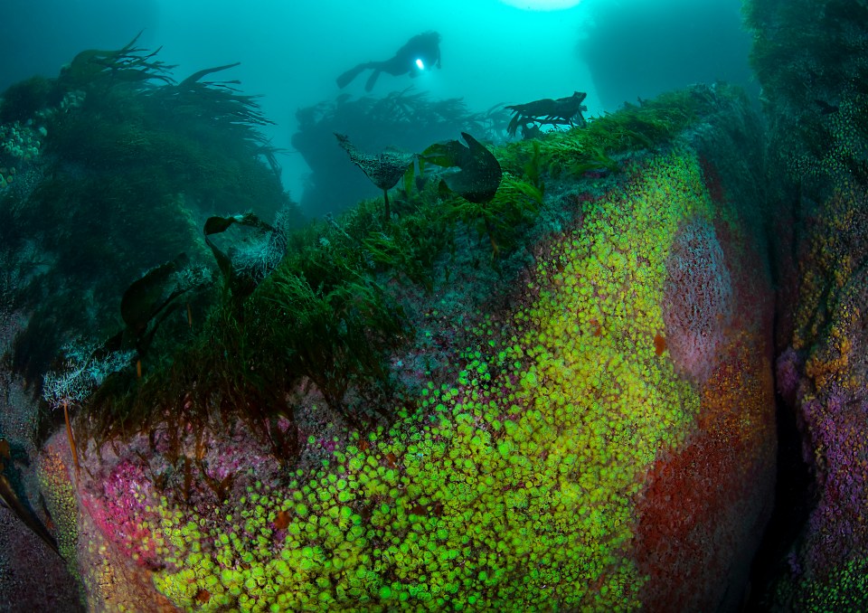  The Isles of Scilly offer underwater photographers some of the best opportunities for wide angle photography in the UK