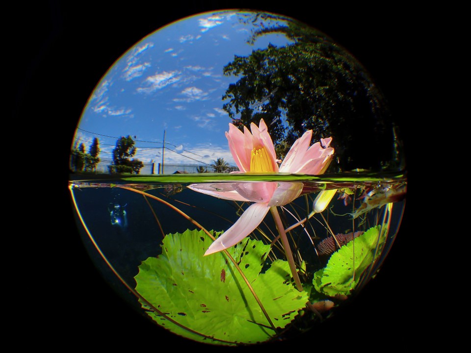  Uluna Lake in North Sulawesi is famous for its water lilies