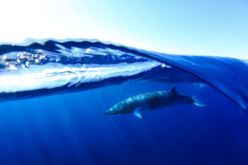  A Minke Whale in Ningaloo Reef, Western Australia