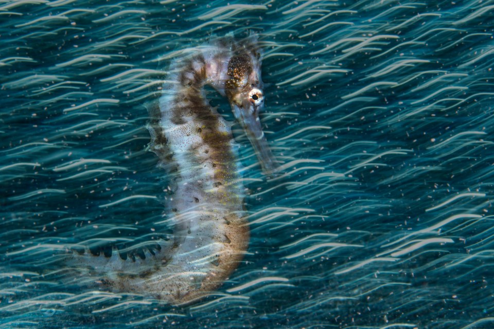  A thorny sea horse snapped in the Philippines