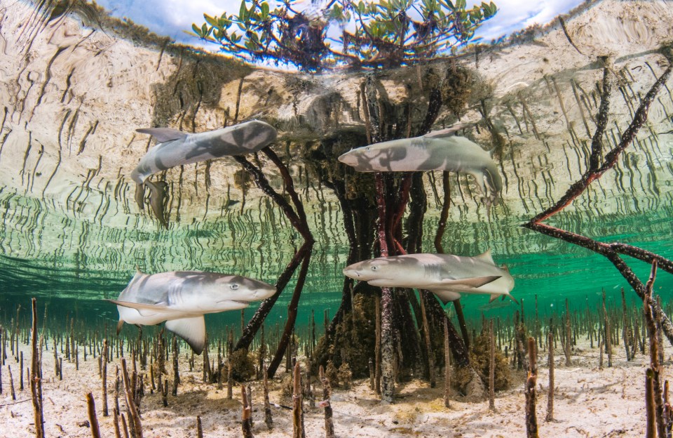 Lemon shark pups lurking in mangroves in the Bahamas