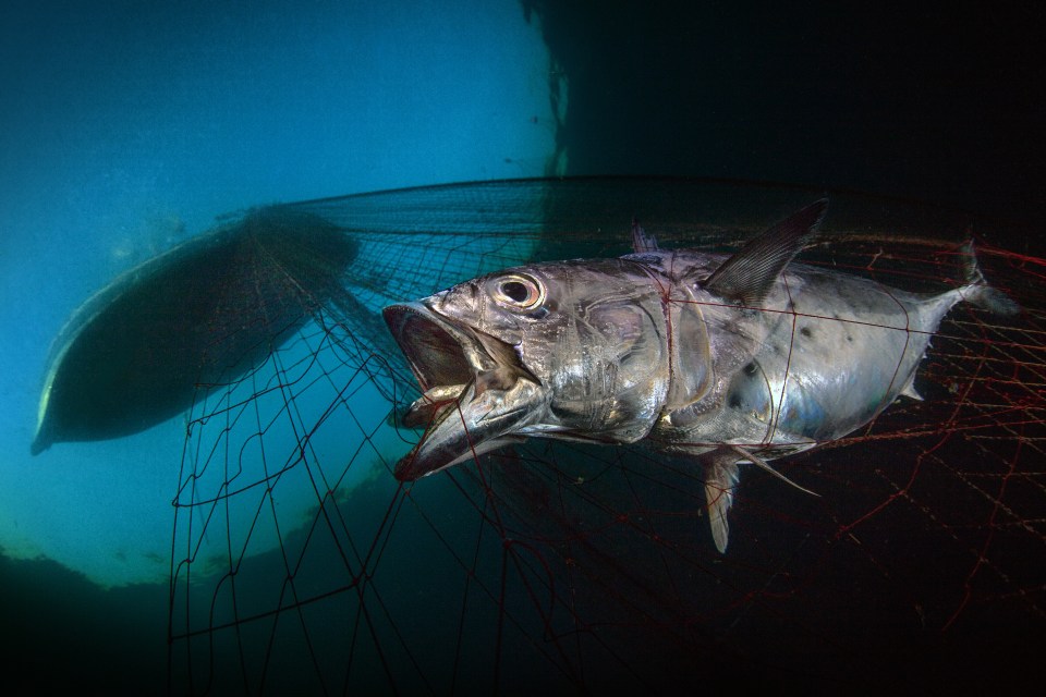  This photo of a tuna caught in a fishing net won the award for Marine Conservation Photo of the Year