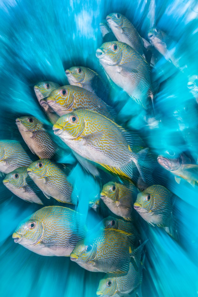  British Underwater Photographer of the Year for 2020 went to Nicholas More for his chaotic picture of Rabbit Fish in Indonesia