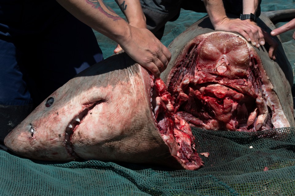  A small great white shark was found dead on the shores in South Africa. Reported by Lower Breede River Conservancy then recovered by Dyer Island Conservation Trust, this small, young shark was then analysed, along with the South African Shark Conservancy