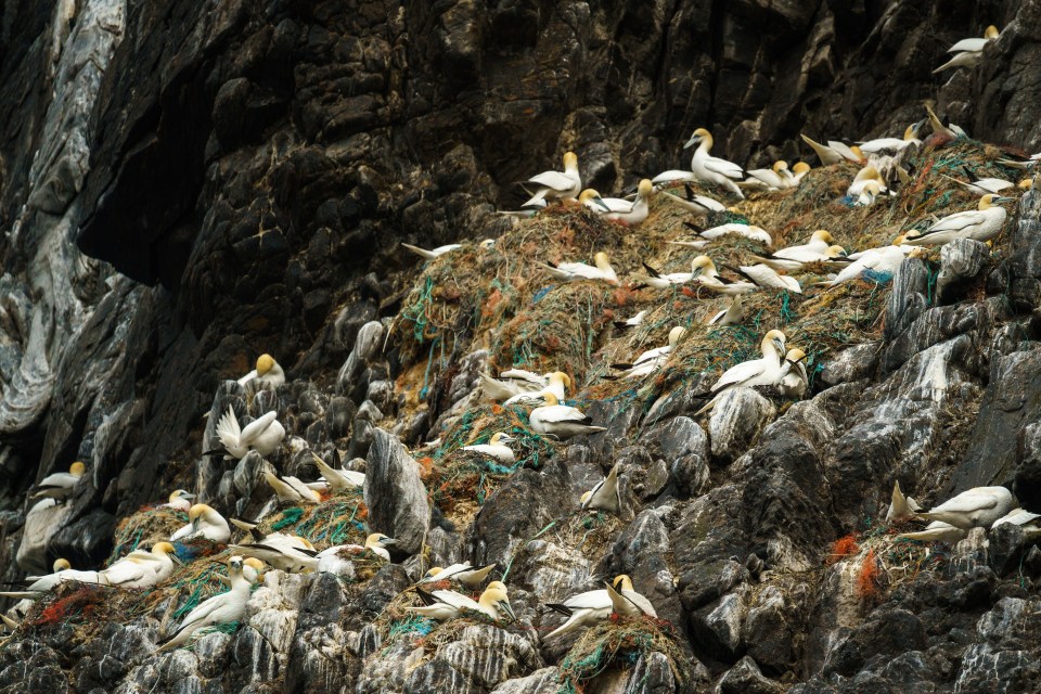  Runde Island off Norway is a seasonal home to over half a million seabirds, including these northern gannets