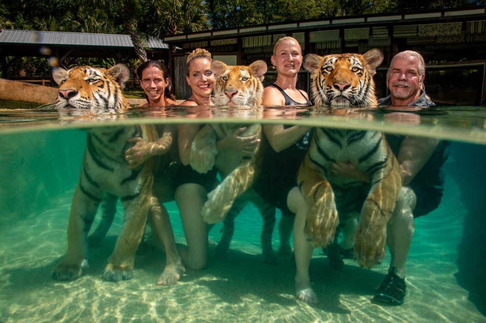 Big cats take a dip at the Tiger Safari in Myrtle Beach South Carolina