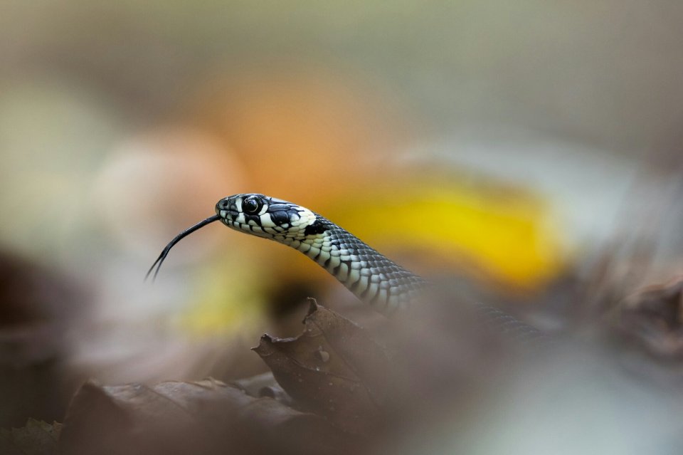  'The grass snake sneaking through autumn leaves' by @maciejj - featuring a grass snake at Bialowieski National Park, eastern Poland. The park itself covers an area of 10,517ha and is also home to the Eurasian pygmy-owl, white-backed woodpecker and European bison