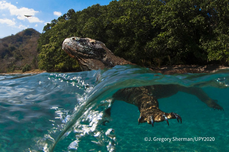  While Komodo Dragons are primarily land reptiles, they will venture into the water if something warrants investigation