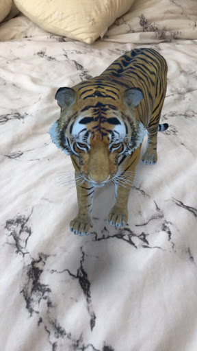  The tiger AR