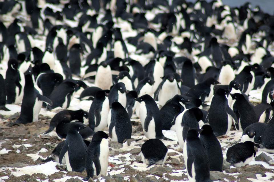  The 'astonishing depravity' of Antarctic penguins was recorded by a shocked scientist more than a century ago