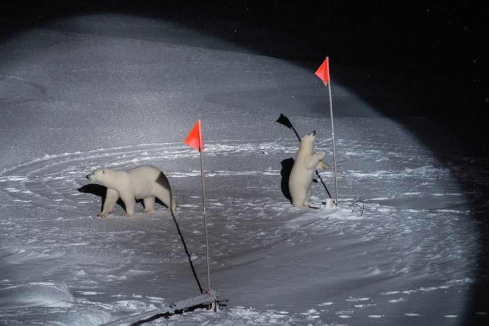 This image of polar bears playing with scientific equipment won the top prize in the environment category