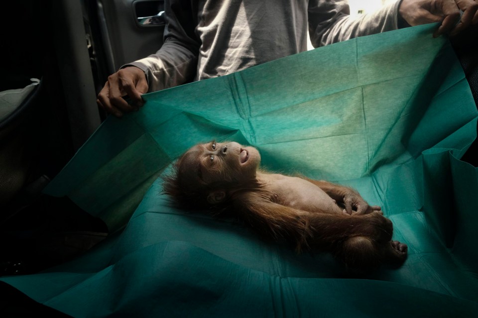 The body of a young orangutan is recovered from an illegal palm oil plantation in Indonesia