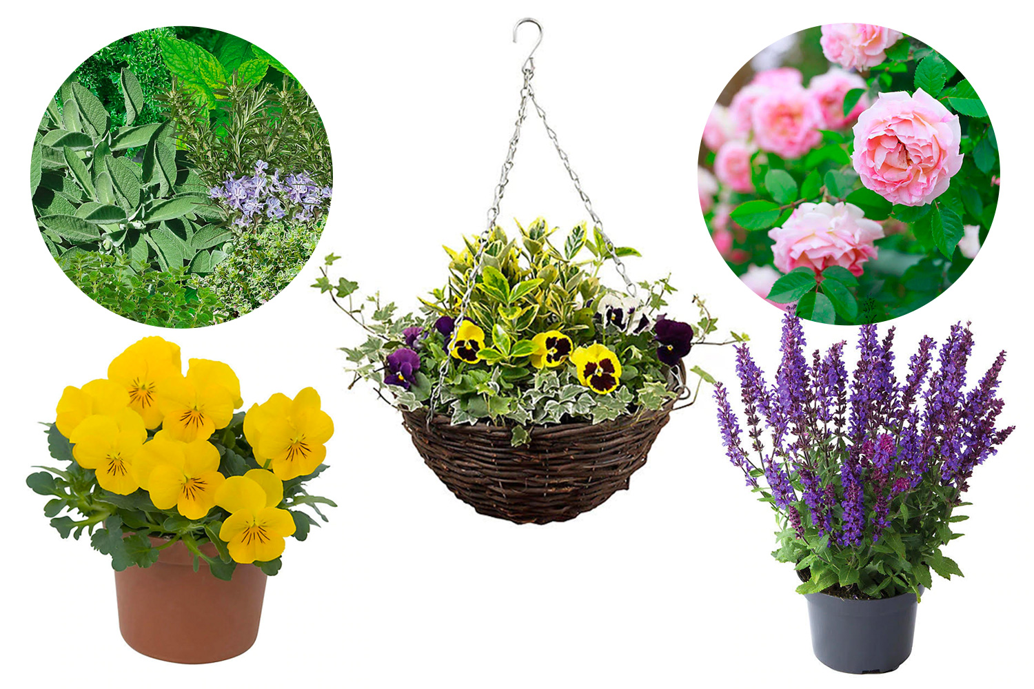 B&Q's plant bundles start from £8 for six assorted bedding plants.