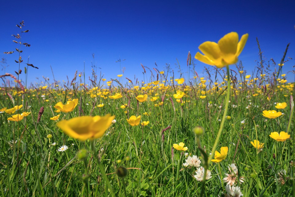 Crouching down low among flowers like these on the Isle of Coll, Scotland, makes them more dominant in the scene