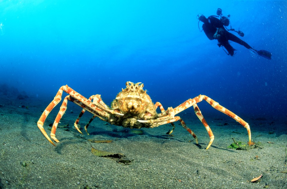  The crabs moult their shells together