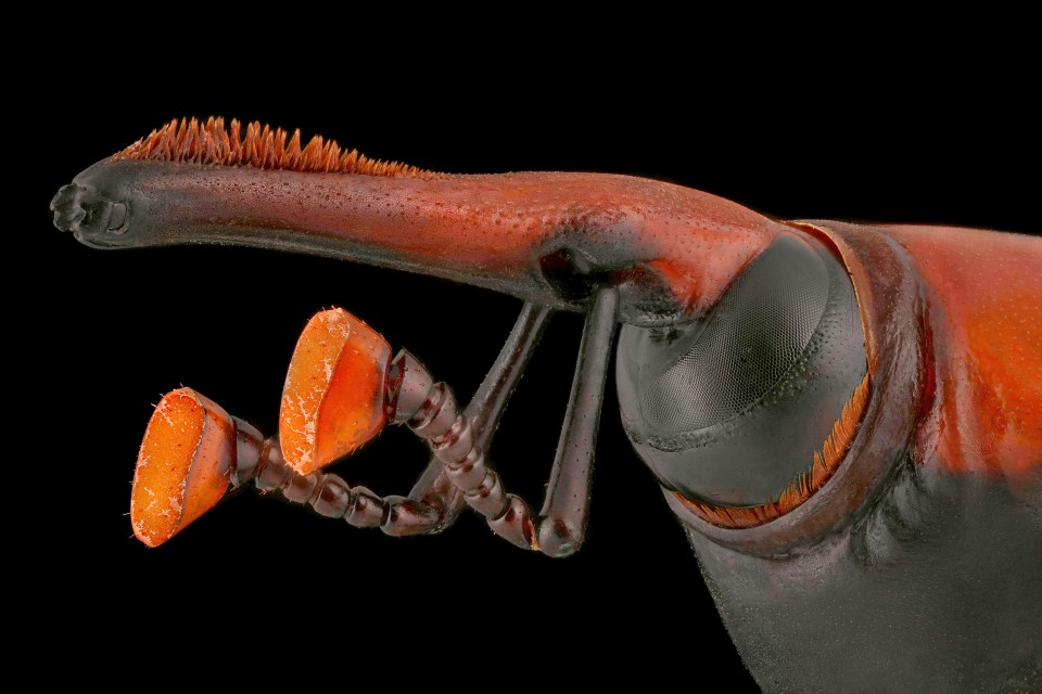  A Red palm weevil exhibits a beautiful rusty red colour
