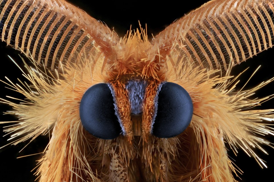  The Yellow Butterfly moth almost makes the pesky creature look more enticing