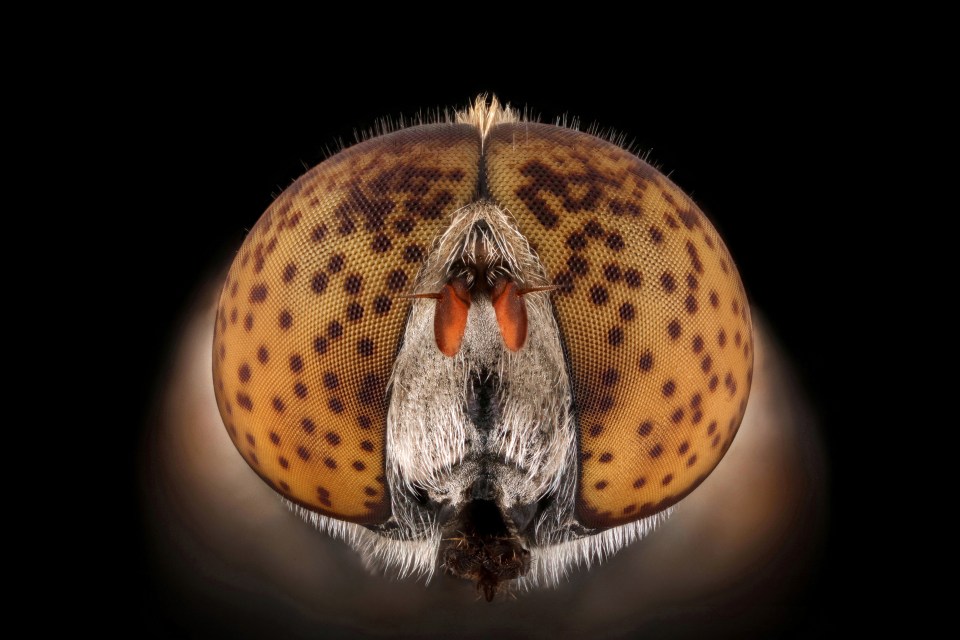  A Hoverfly can be seen as it briefly pauses in a forest