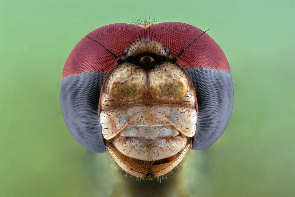  The large red and purple eyes of a dragonfly peer towards the lens